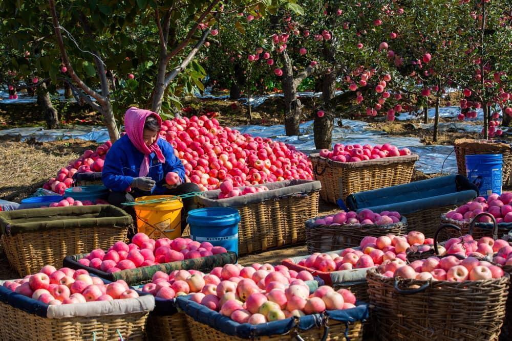 Район Фушань, город Яньтай: полные ветви яблок и самая пора для хорошего урожая Район Фушань, город Яньтай: полные ветви яблок и самая пора для хорошего урожая
