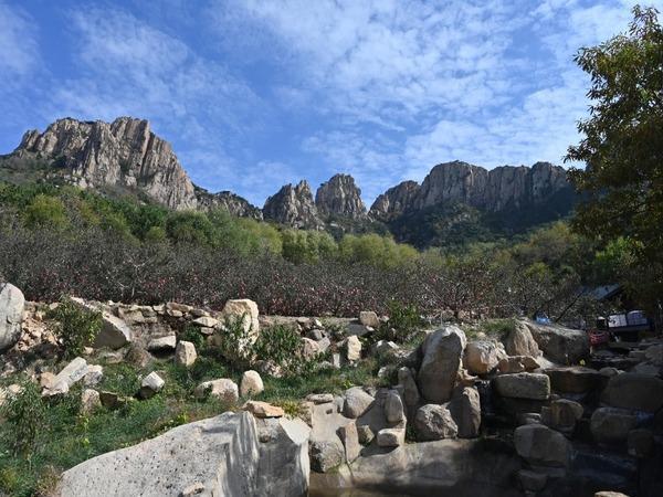 Человеческая изящность: пьянящие красоты яблок города Цися