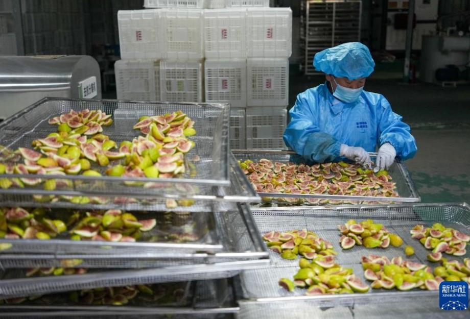 イチジクの収穫シーズン到来 山東省新泰