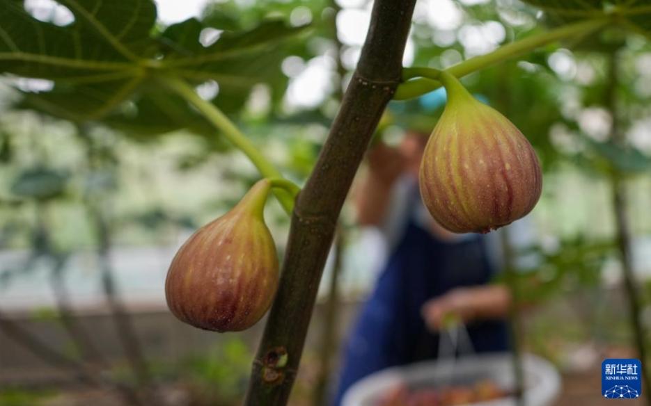 イチジクの収穫シーズン到来 山東省新泰