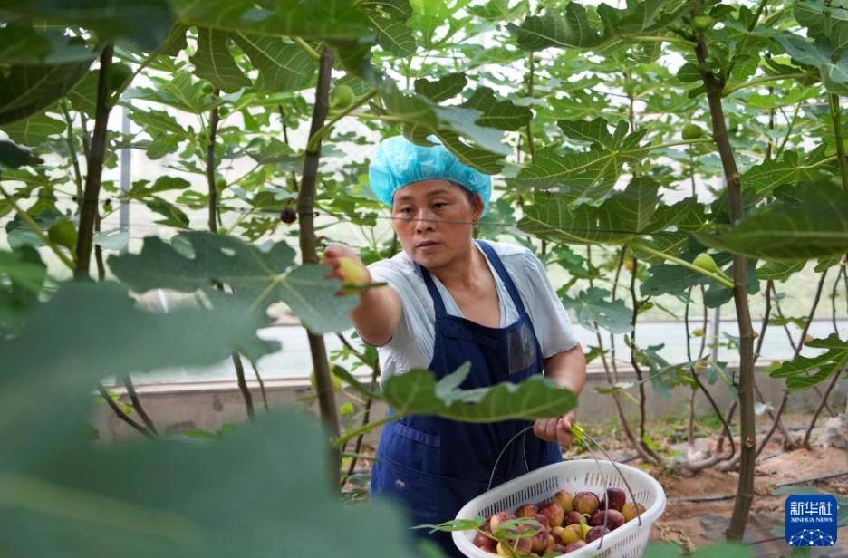 イチジクの収穫シーズン到来 山東省新泰