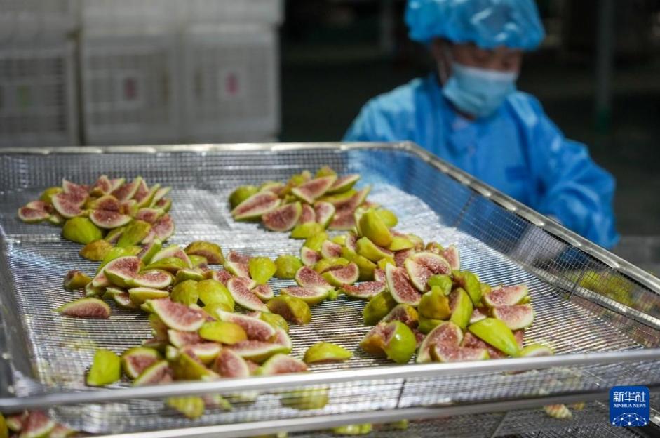 イチジクの収穫シーズン到来 山東省新泰