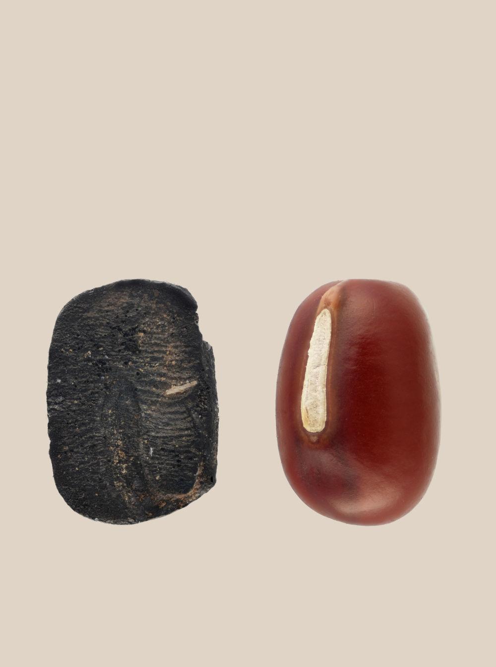 今回発見された古代炭化アズキと現代のアズキの比較(2025年8月13日撮影)。画像提供:山東大学考古学院